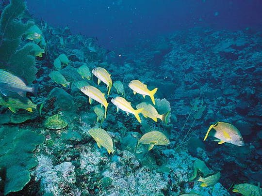 Billete para la excursión en barco a la isla de Benidorm