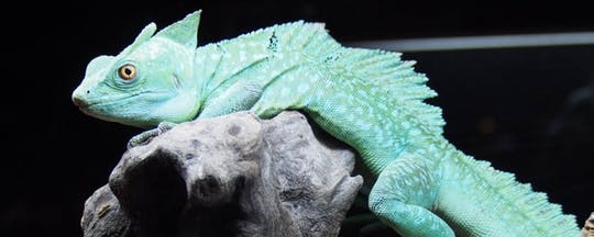 Entradas para el Zoológico Terra Natura