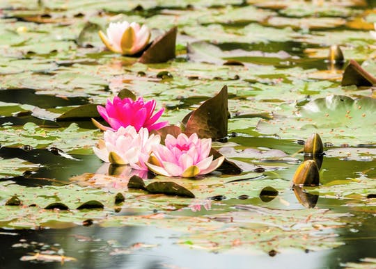 Half-day trip to Giverny from Paris