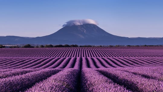 Excursión a la lavanda en Valensole desde Marsella