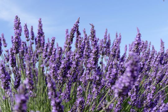 Lavanda en Sault y visita de Gordes y Rosellón