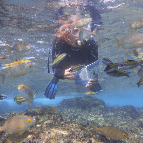 Playa Blanca: Experiencia Guiada de Snorkel + Traslados