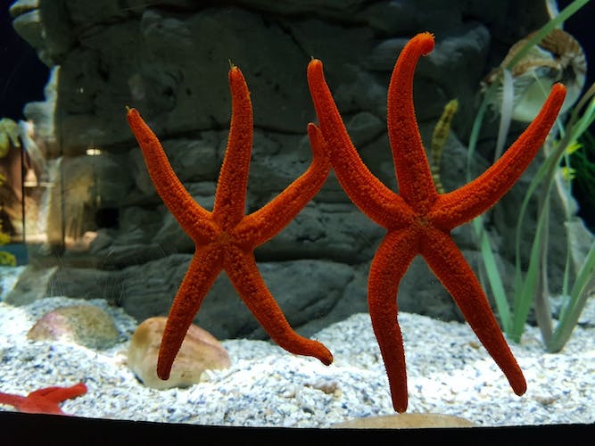 Entradas para el acuario de Sevilla