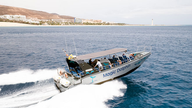 Fuerteventura Dolphin and Whale Watching Tour
