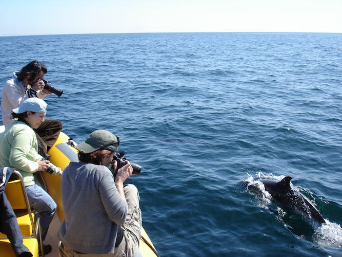 Dolphin Watching in Sesimbra with Transfer
