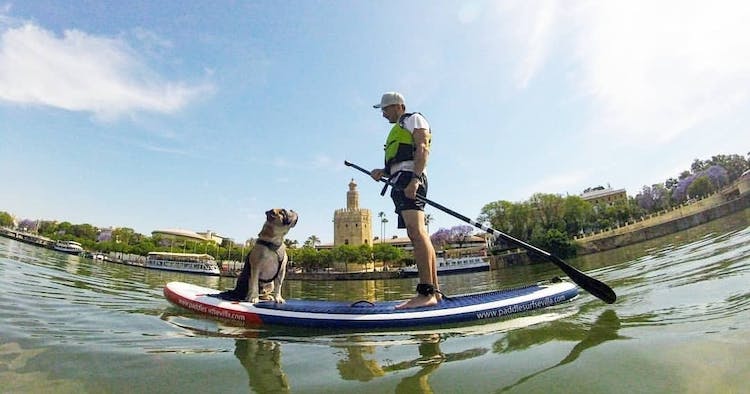 Paddle surf con experiencia canina de 90 minutos en Sevilla