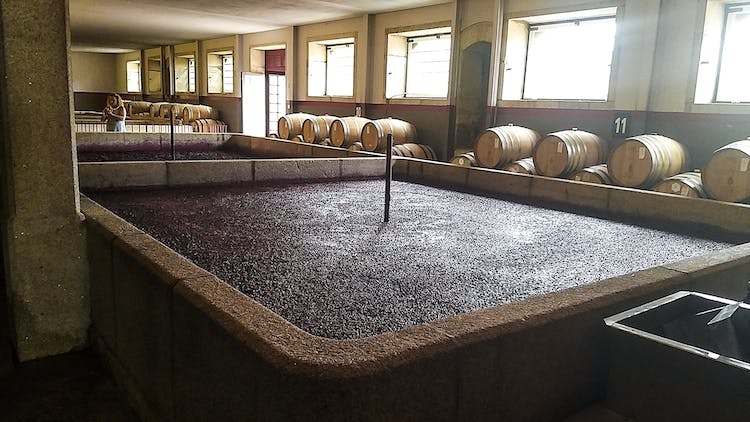 Full-day Douro Valley and wineries tour