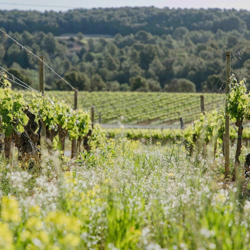 Jean Leon Winery: Guided Tour + Wine & Tapas Pairing