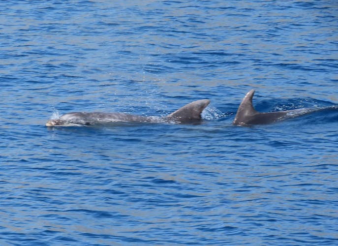 Crucero por 3 islas del Dodecaneso con almuerzo desde Kos