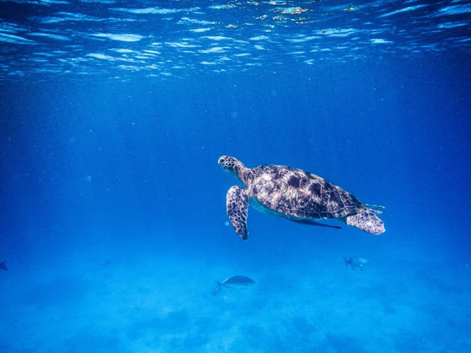 Excursión de un día en catamarán a las islas Similan con comidas desde Phuket