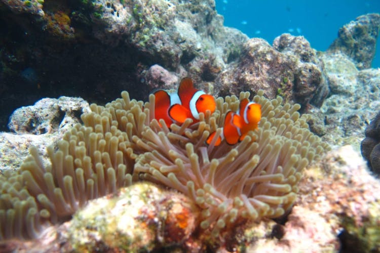 Excursión en catamarán rápido de Phuket a las islas Similan