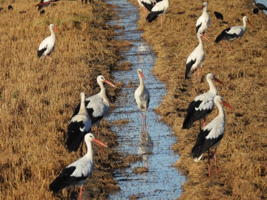 Doñana National Park and El Rocío Excursion from Seville