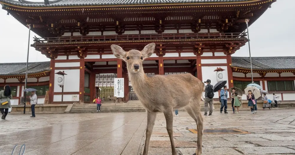 Päiväretki Naraan, Osakaan ja Kobeen Kiotosta
