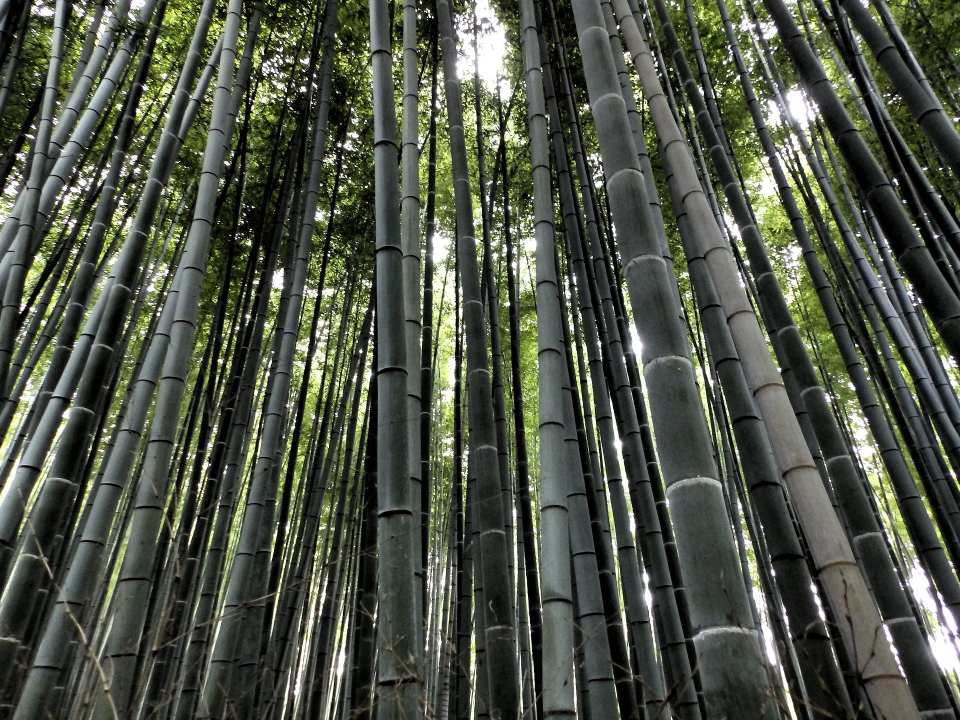 Kyoto Highlights Guided Tour