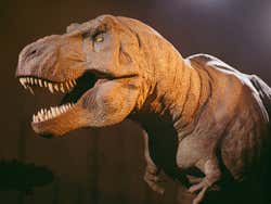 Natural History Museum London Self-Guided Tour