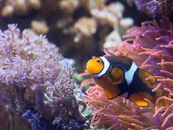 SEA LIFE® Paris Tickets