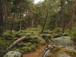 Fontainebleau Forest Hiking Tour