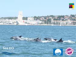 Dolphin Watching Cruise