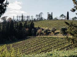 Tour del vino por el Chianti