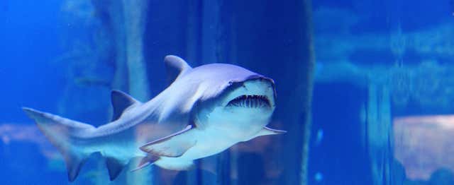 SEA LIFE® Porto Ticket