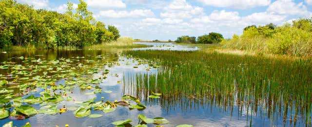 Combo: Everglades + Big Bus Sightseeing Tour + Celebrity Homes