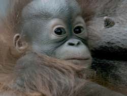 Entrada al Zoo de Barcelona
