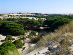 Doñana Day Trip