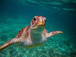Excursión a Tulum y Akumal + Snorkel en cenote maya