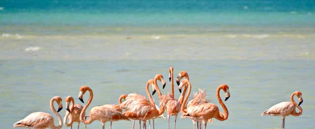 Isla Holbox Day Trip