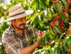 Visita a una hacienda de café