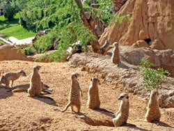 Entrada a Bioparc Valencia
