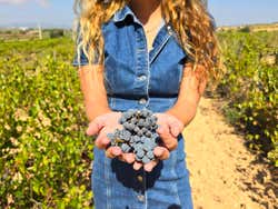 Excursión a las bodegas de Requena