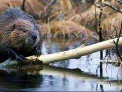 Excursión en 4x4 a Puerto Almanza y los lagos Escondido y Fagnano