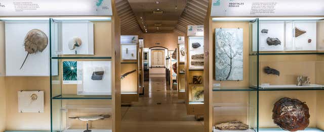 Entrada al MUNA + Audioguía en el Parque Nacional del Teide