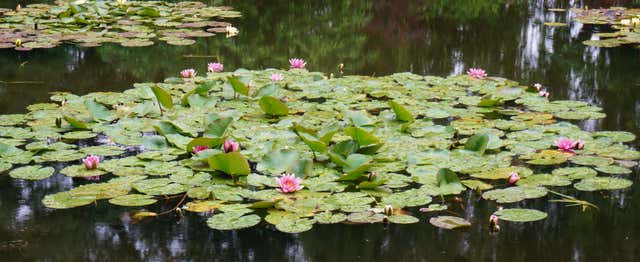 Claude Monet's House & Gardens in Giverny Tour