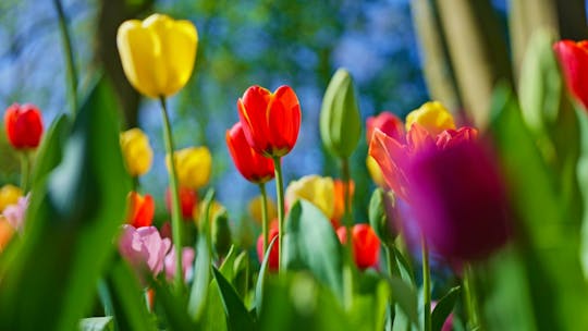Tour from Amsterdam to Keukenhof and Dutch countryside