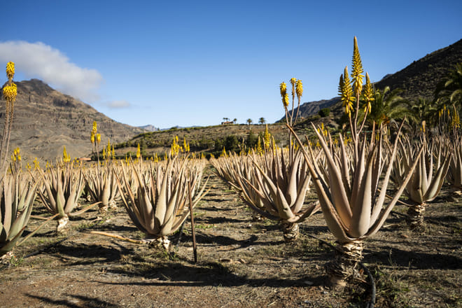 Excursión a Fataga y Tejeda en Gran Canaria