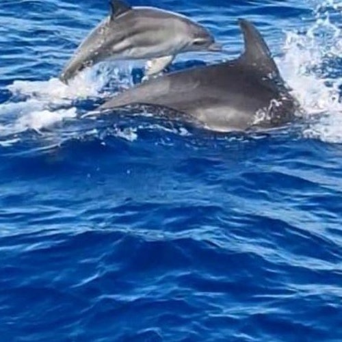 Desde Palma: Excursión en barco de 3 horas para avistar delfines + Baño y snorkel