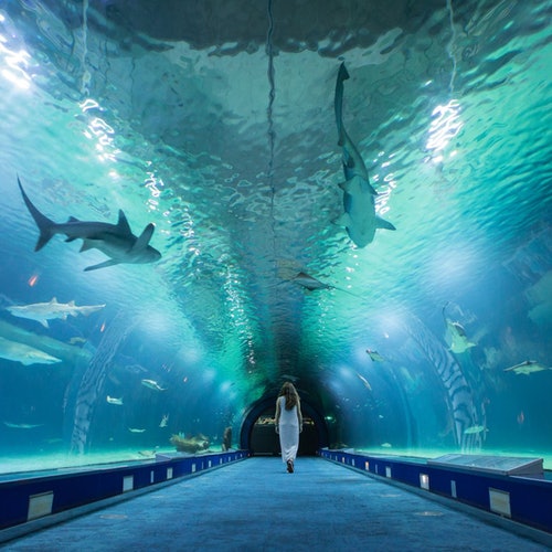 Oceanogràfic y Hemisfèric: Entrada