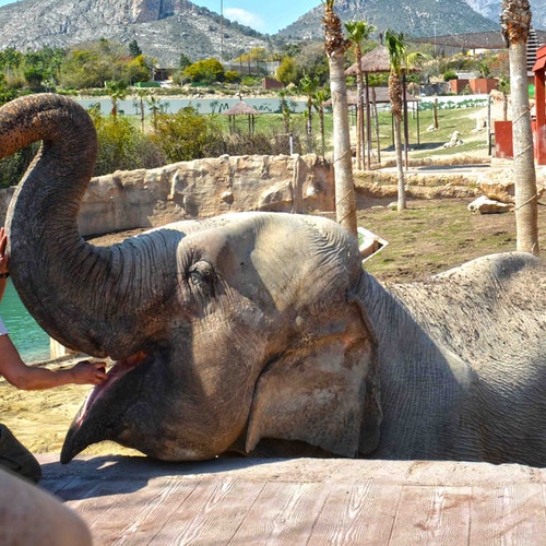 Terra Natura & Aqua Natura Benidorm: Entrada combinada