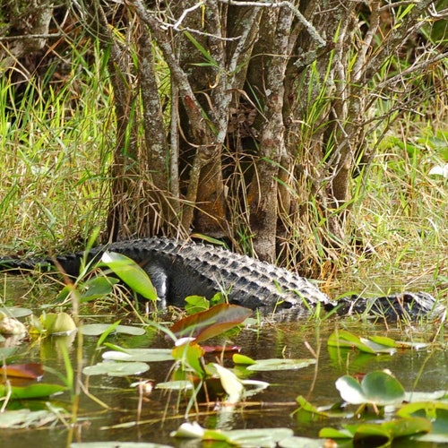 Hidrodeslizador en Everglades + Fauna + Ida y vuelta desde Miami