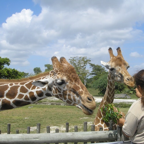 Zoo de Miami: Entrada sin colas