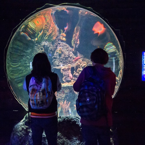 SEA LIFE Porto: Entry Ticket