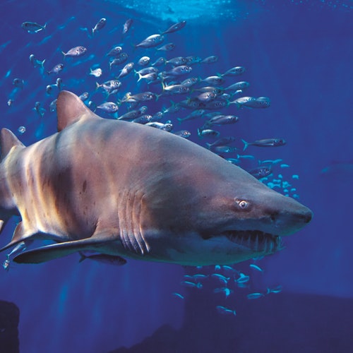 Acuario de Sevilla: Entrada