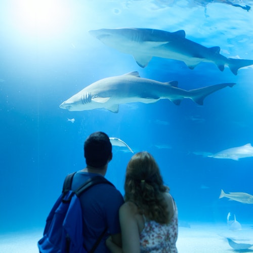 Oceanogràfic de Valencia: Entrada