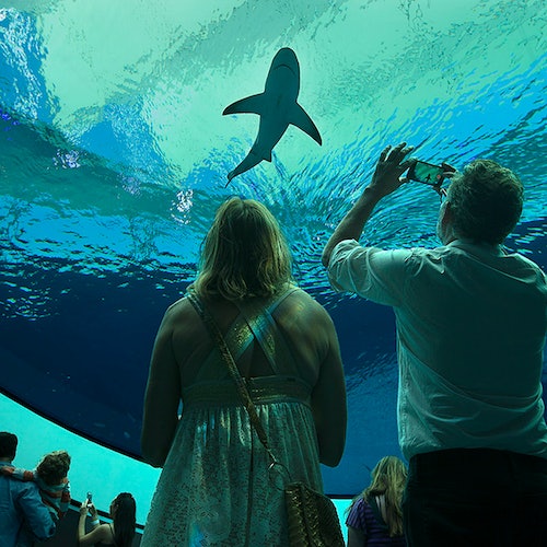 Museo de la Ciencia, Acuario y Planetario Phillip & Patricia Frost: Entrada
