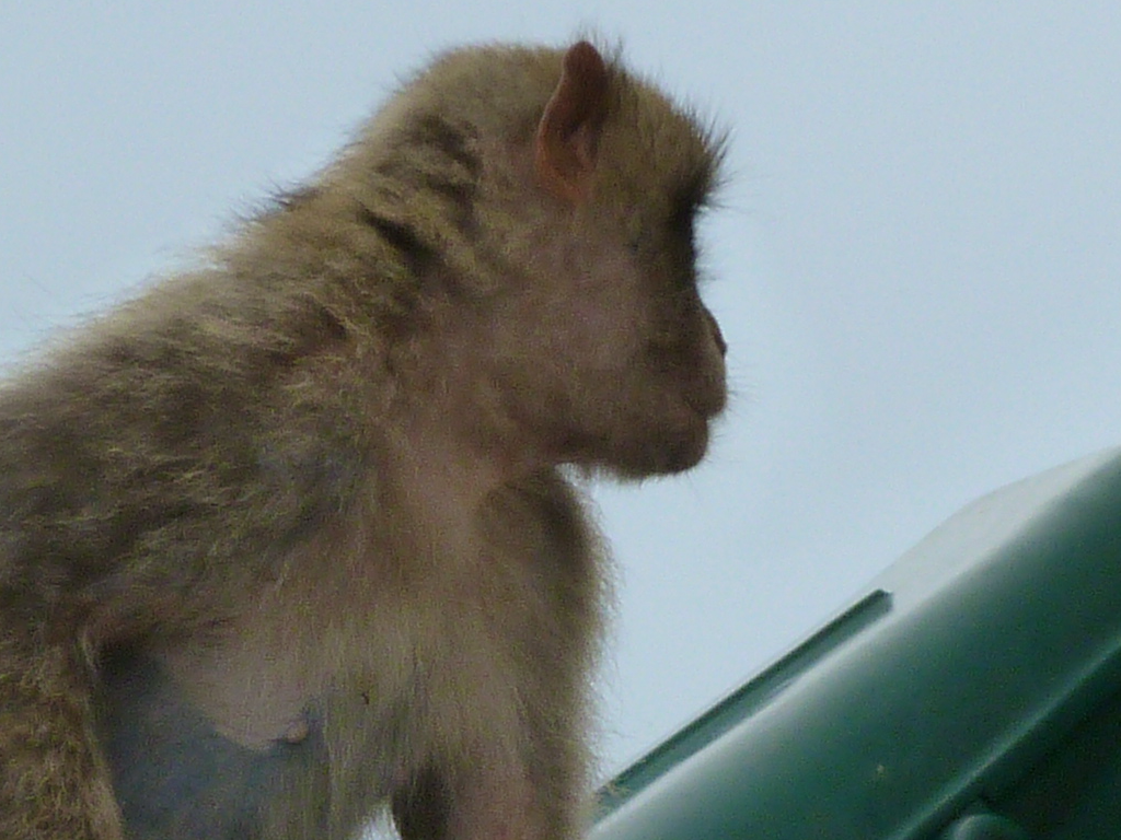 Gibraltar Day Trip from Malaga and from Costa del Sol